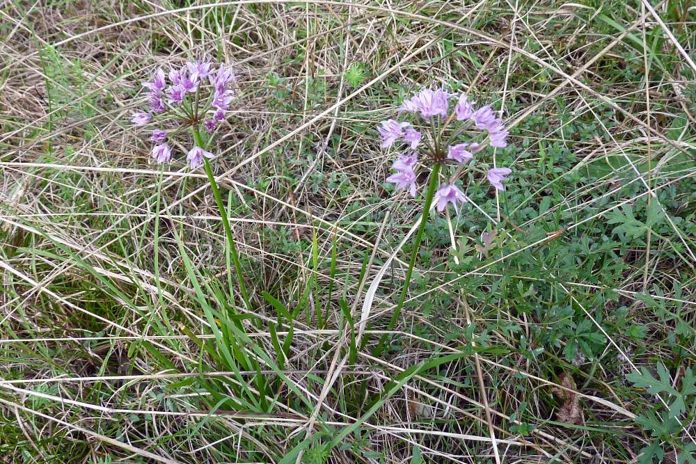 Allium lusitanicum / Aglio montano